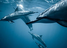 意甲官方晒8月精彩助攻合集，莫德里奇任意球助攻在列